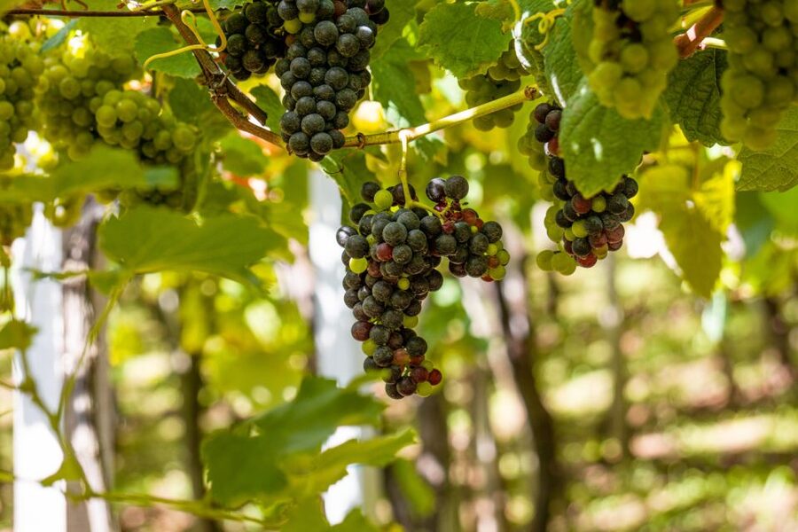 Montserrat & Cava Wineries Day Trip from Barcelona w/ Pickup - How This 10-Hour Barcelona Trip Really Works