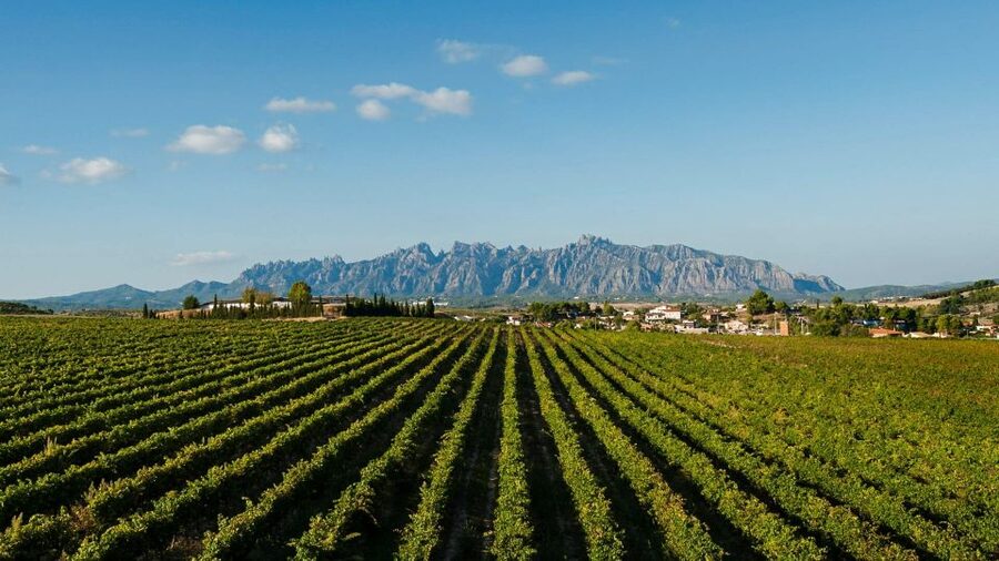 Montserrat & Cava Wineries Day Trip from Barcelona w/ Pickup - The 3-Cava Tasting With Tapas: What to Notice