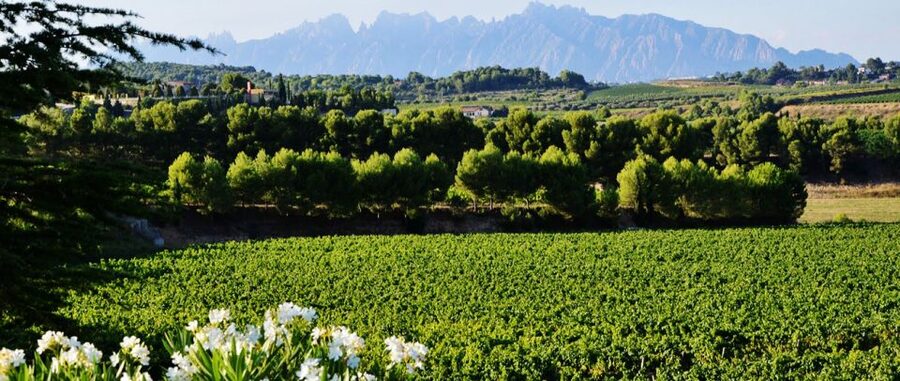Montserrat: Private Half-Day Tour from Barcelona - Weather, timing, and comfort tips that actually help