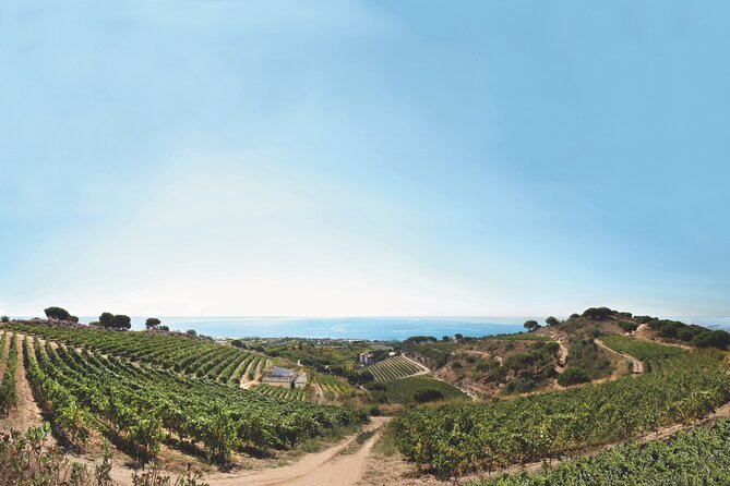 Paella Cooking Experience & Winery Tour from Barcelona - Wine Tasting at Alta Alella: Four Wines Included