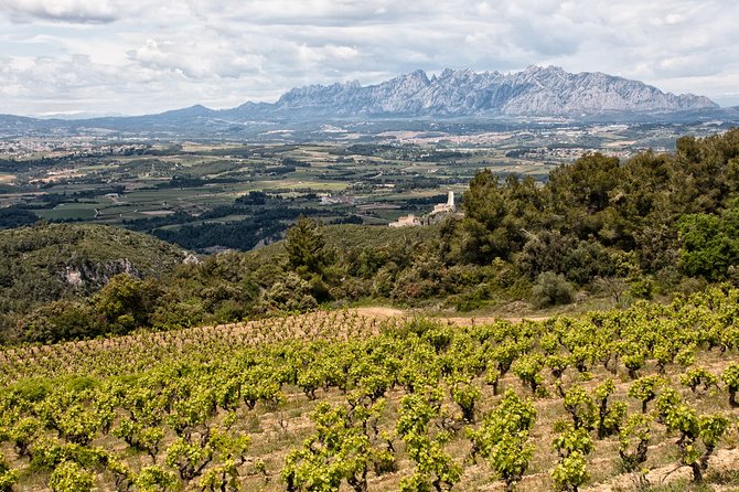 Penedes and Cava Winery Small Group Tour - Small Group Size and Your Guide: Friendly, On Time, and In the Details