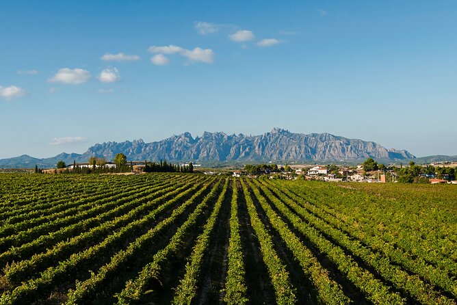 Penedes and Cava Winery Small Group Tour - Price and Value: What $118.57 Gets You in the Real World