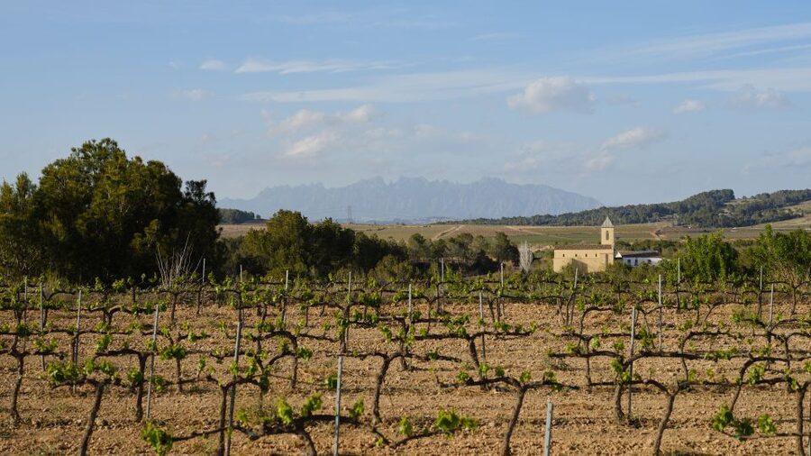 Penedès Vine to Wine: Personalized Cava taste&craft Workshop - Key highlights worth marking on your map