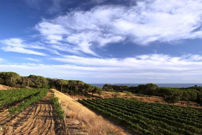 Private Breakfast Winery Experience - Private Wine Tasting Tour - The private breakfast style that actually feels worth the money