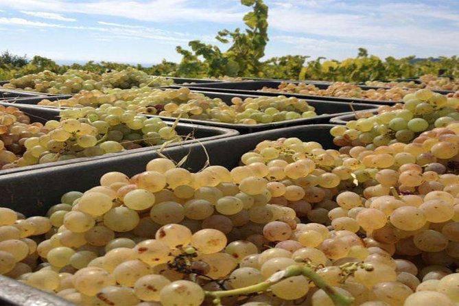 Private Breakfast Winery Experience - Private Wine Tasting Tour - Alella: the vineyard setting and the guided winery visit