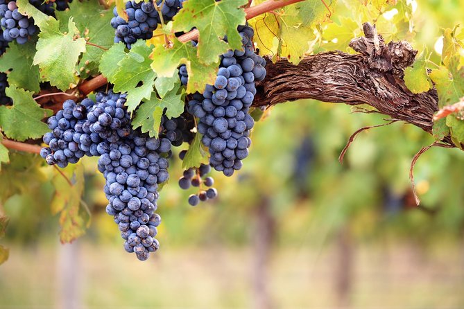 Private Montserrat Tour, Wine Taste & Local Lunch from Barcelona - Vilafranca del Penedès and the family winery: wine tasting done the right way