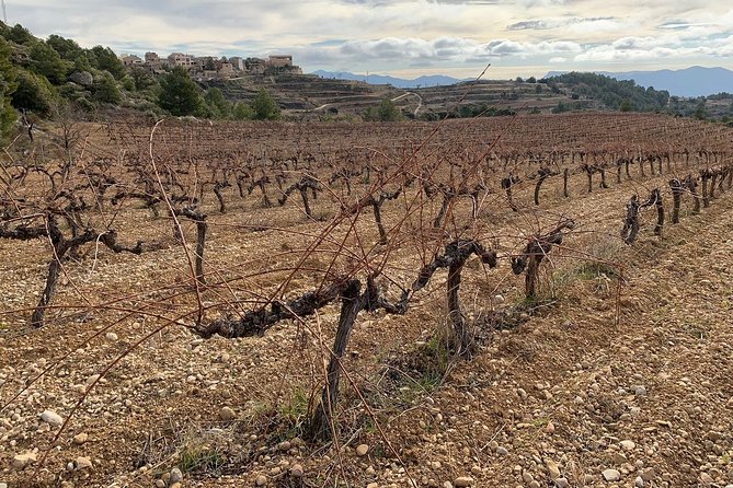 Private Priorat Tour with Wine Tastings & Lunch from Barcelona - Guides, Group Size, and Why Your Questions Get Answered