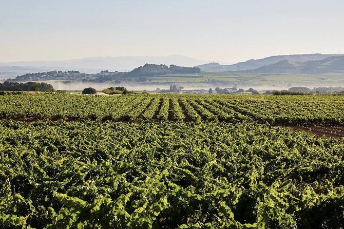 Private Tour: Top Three Organic Wineries & Local Lunch Included - Stop 4, Sant Marti Sarroca: Older Vines, Montserrat Views, High-Quality Focus