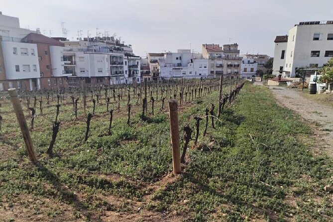 Sitges sailing, walking and winery tour - Boarding at Passeig de les Drassanes, then out to sea