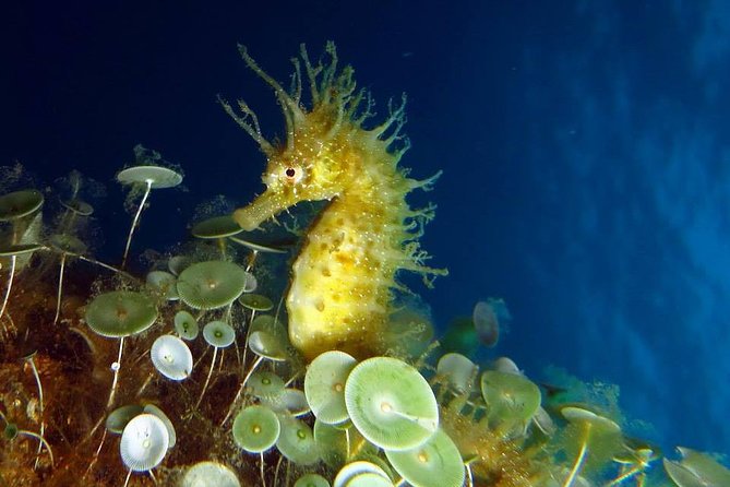 Small Group Diving Baptism in Tossa de Mar - Why Tossa de Mar is built for a first scuba baptism