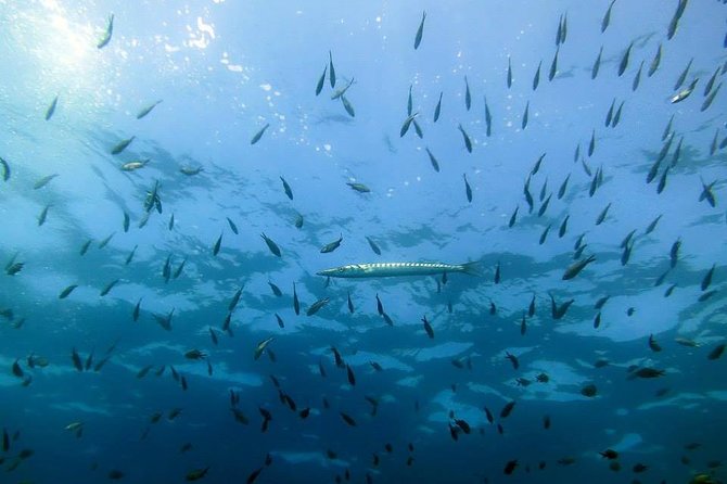 Small Group Diving Baptism in Tossa de Mar - The Mar Menuda sea session: what the limits mean for you