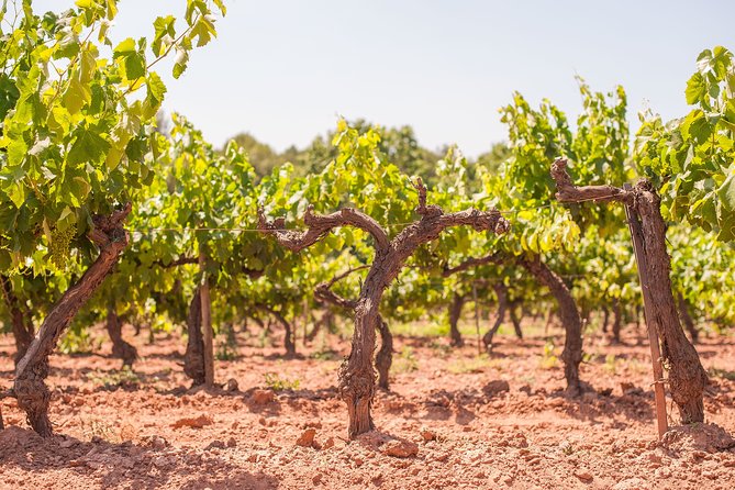The Essence of Priorat | Private Wine Tour from Barcelona - Priorat’s winemaking culture is the real reason this region matters