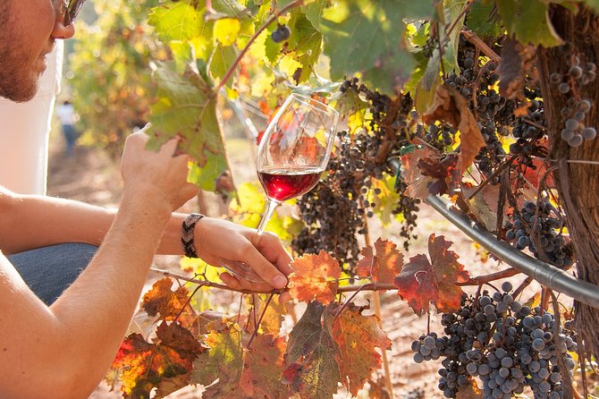 The Essence of Priorat | Private Wine Tour from Barcelona - The trip to DOQ Priorat feels like a switch in scenery and pace