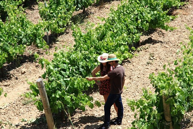 Viticulture and Wine-Tasting 3-Hour Trip from Barcelona - Should You Book This Alt Penedès Wine Tour?