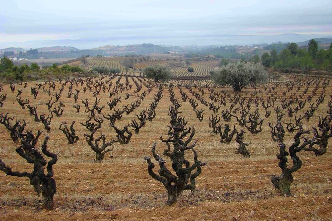 Viticulture and Wine-Tasting 3-Hour Trip from Barcelona - Inside the Winery: Processing, Winemaking Techniques, and Aging