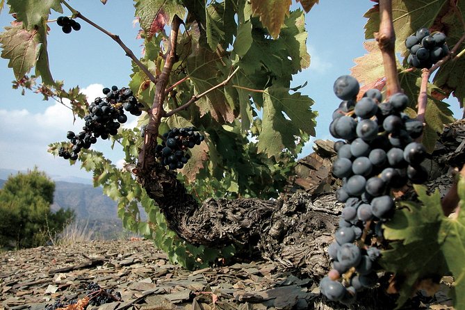 WINE TOUR PRIORAT: Visit 2 Top Wineries, Wine Tasting & Gourmet Lunch - Stop One: An Award-Winning Winery and a Guided Tasting